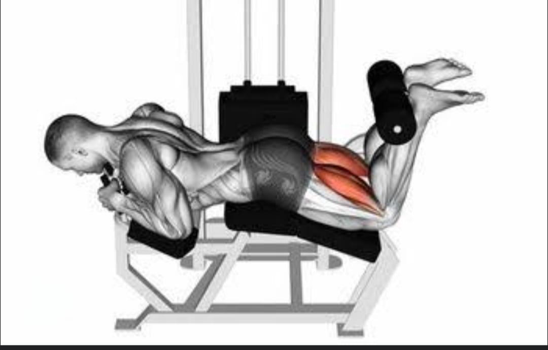 Mesa flexora